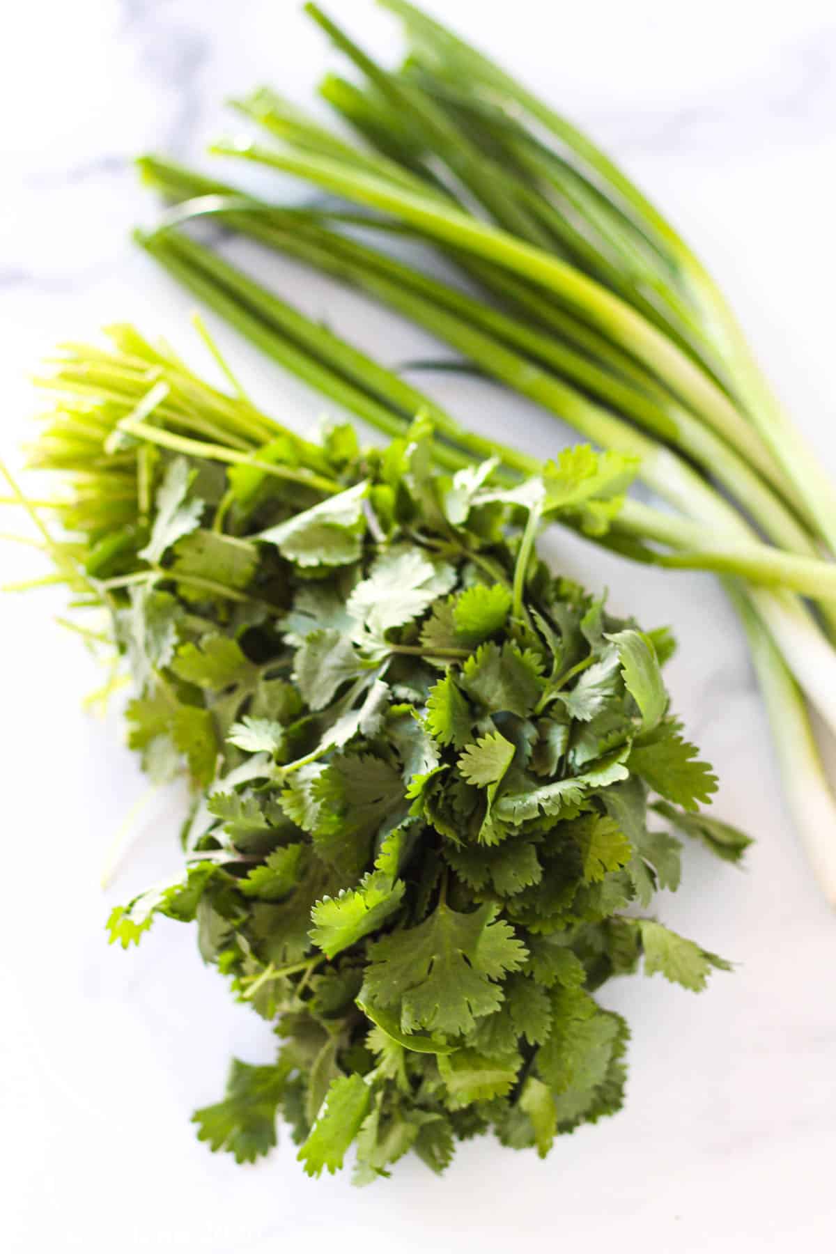 A bunch of cilantro and a bunch of green onions on a counter
