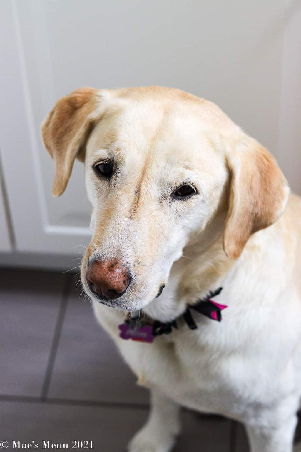 Allie, my yellow labrador, begging for pancakes!